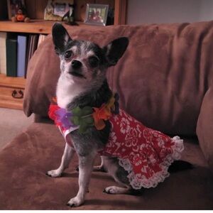 Red Hawaiian Floral Dog Dress with Lace Trim & Lei size Tiny